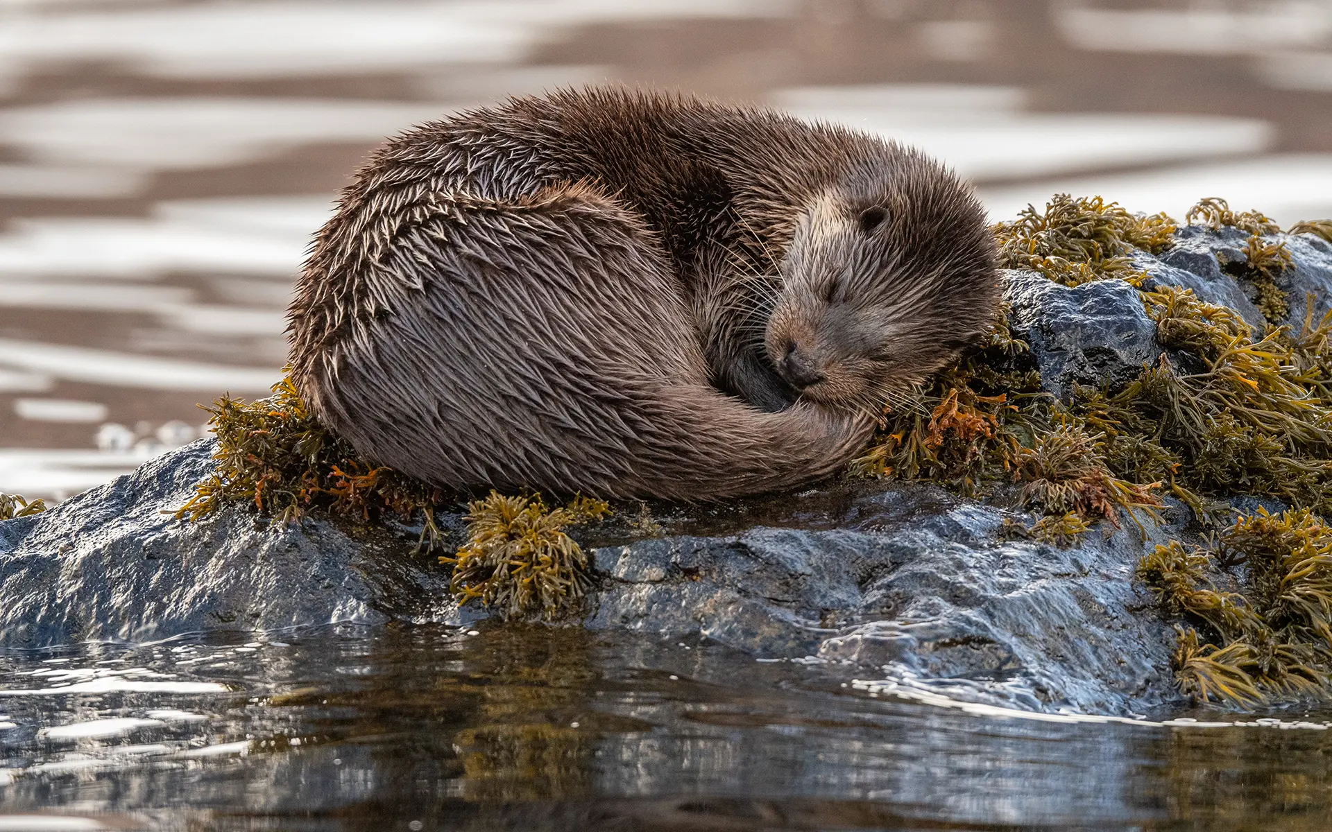 An otter sleeping on a river rock